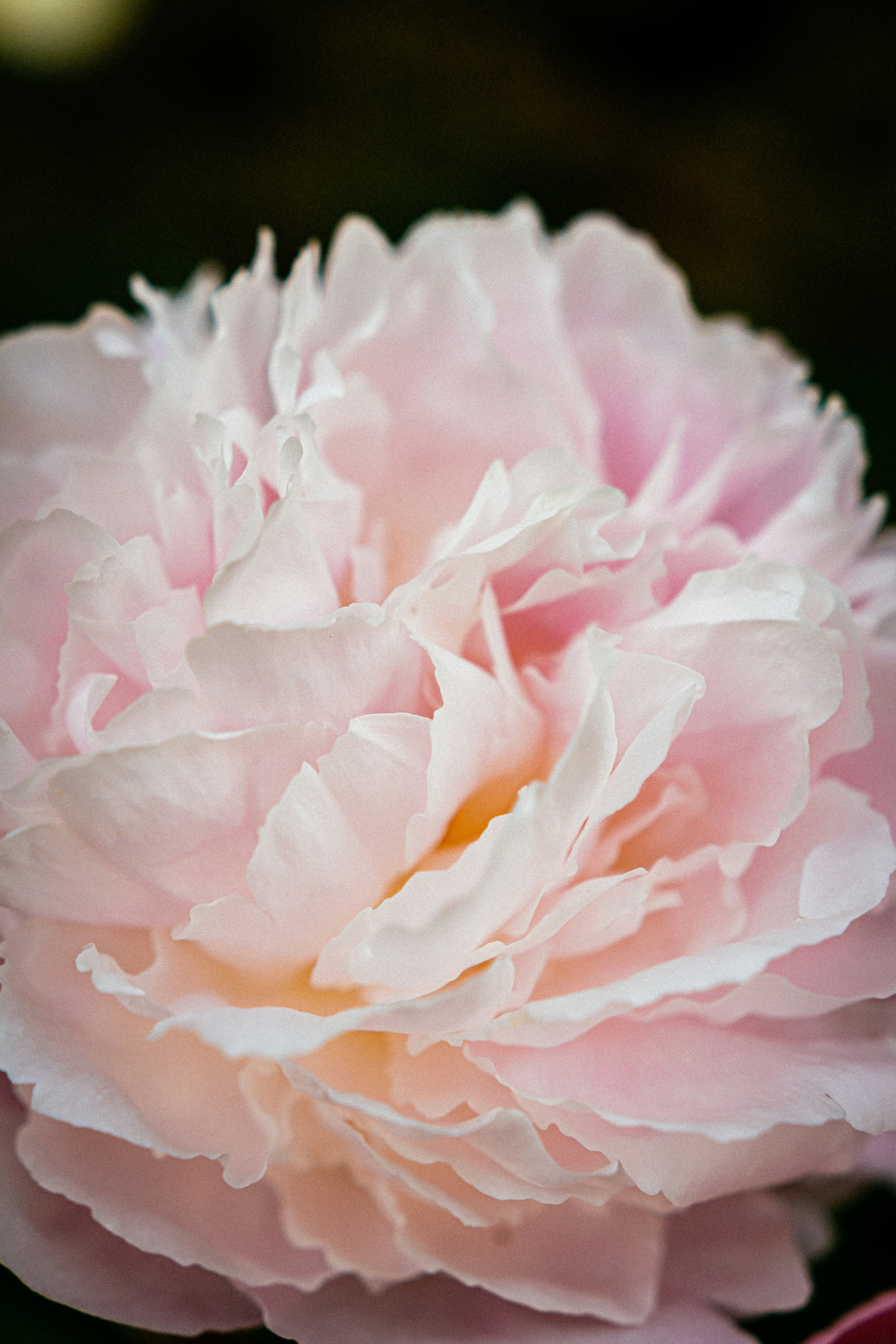 pink rose in bloom close up photo